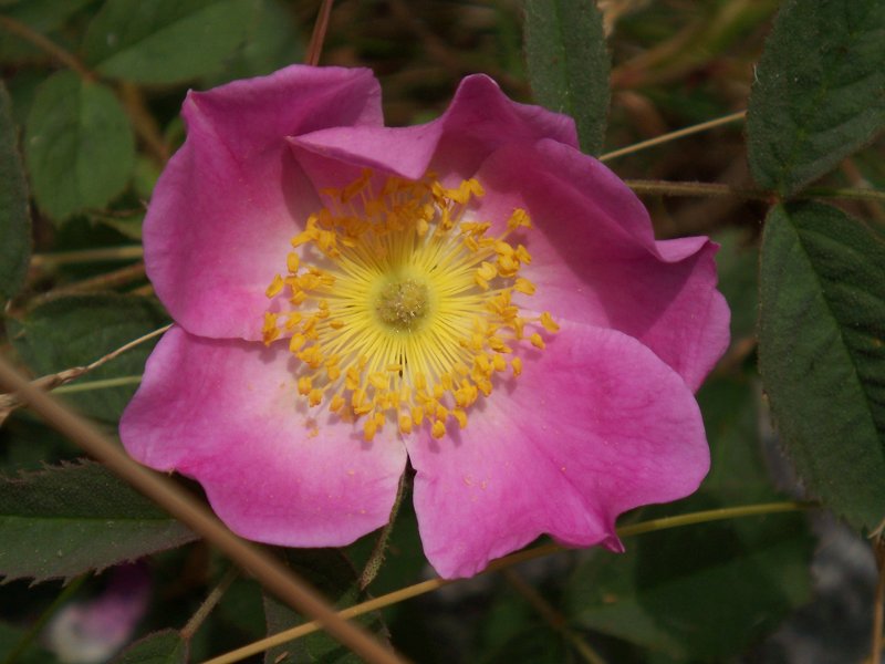 Rosa selvatica