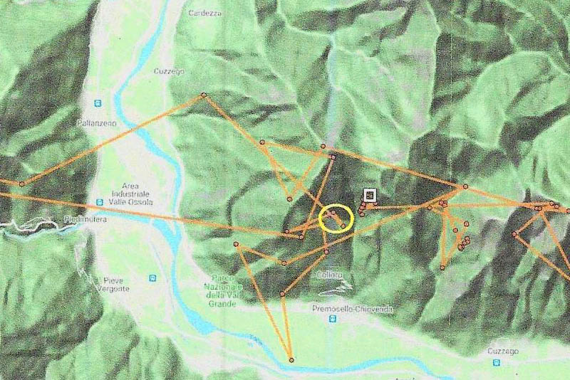 Immagine che riporta i movimenti di Fredueli il 25 gennaio 2021 - nel cerchio giallo la posizione alle 10.30 circa corrisponde con quella dell'esemplare fotografato