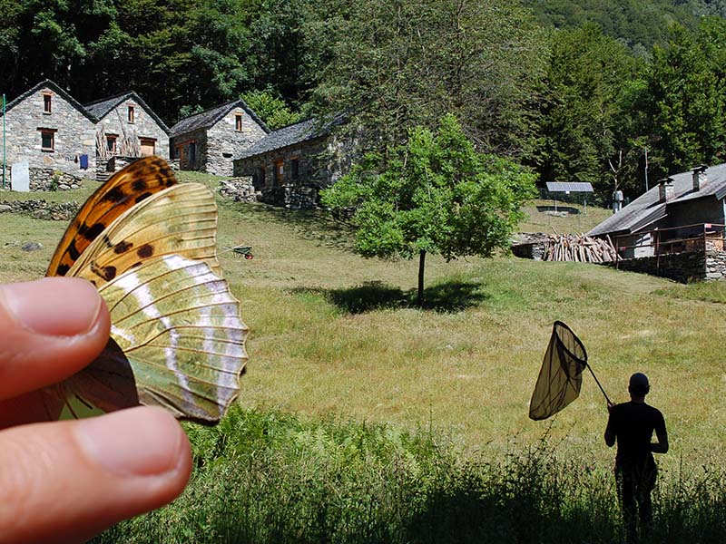In Val Grande il 10° seminario nazionale dedicato alle farfalle